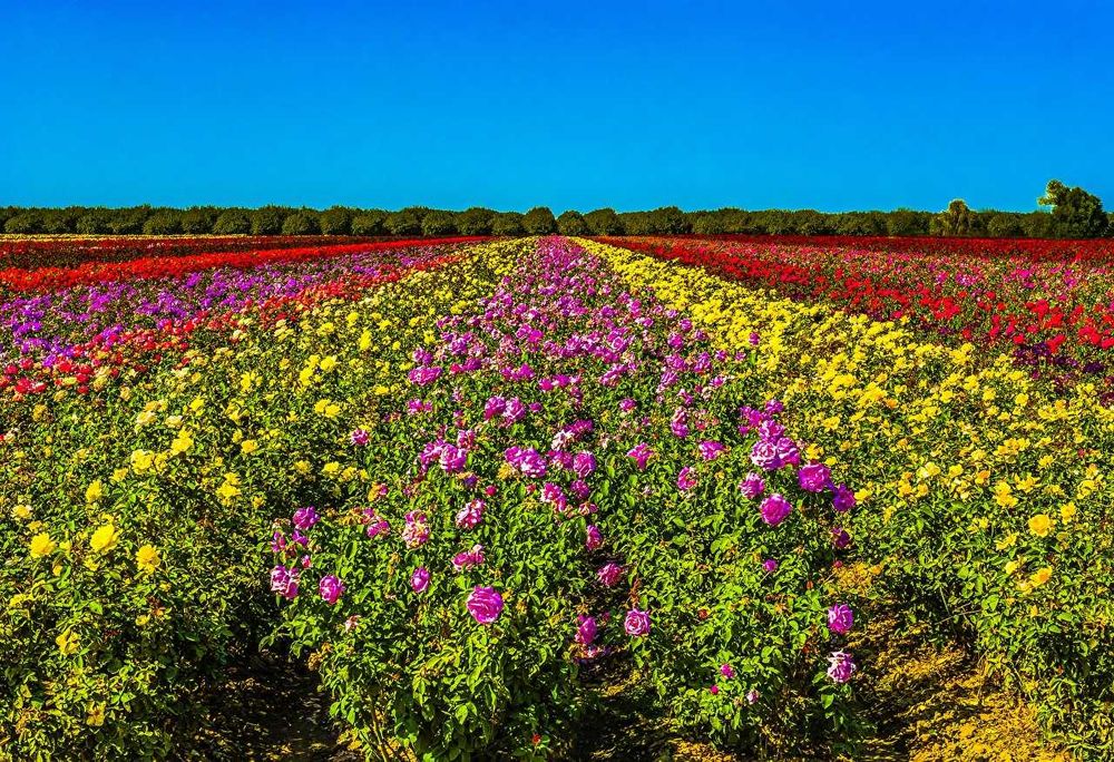 Саженці троянд: кустові, плетисті, бордюрні, англійські, штамбові