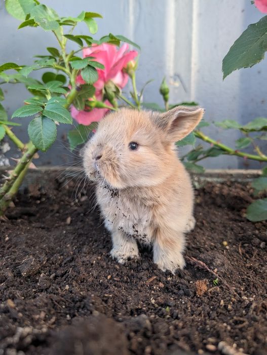 Mini lop, baranek miniaturka, metryka