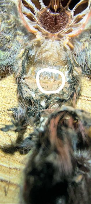 Samica Caribena versicolor