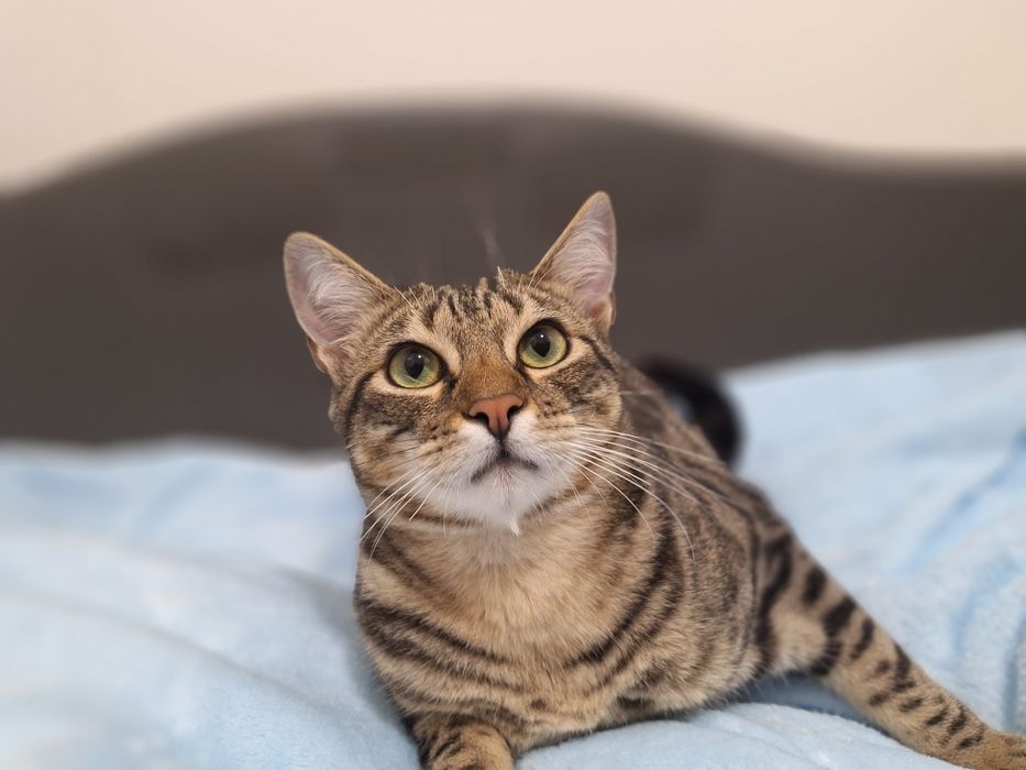 Pêras, para adoção