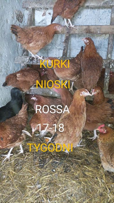 Kury nioski Rossa 17 18 tygodni