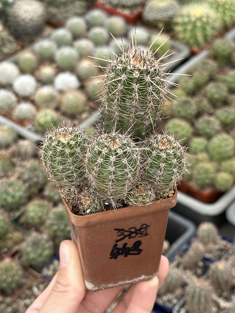 Кактус Лобівія Lobivia aurea v.shaferi