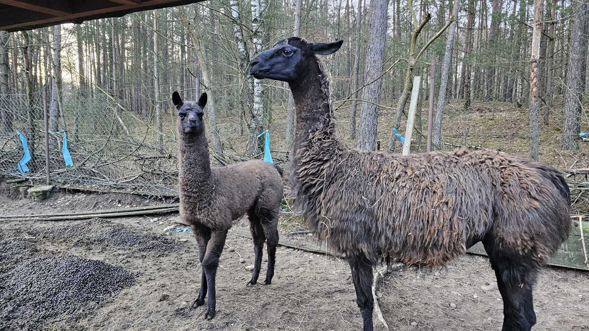 Młoda Lama Andyjska Samica