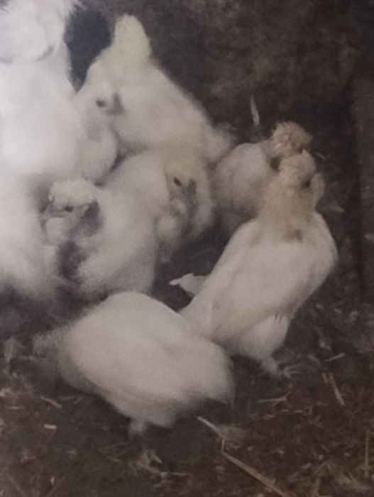 Silki,silki goloszyjki