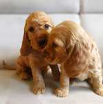 Cocker spaniel rodowodowy – uroczy