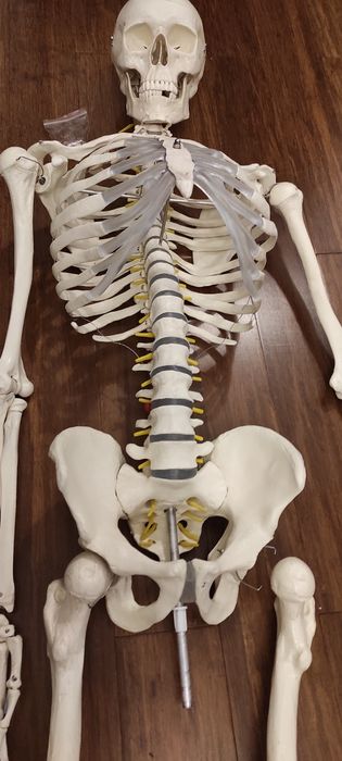 Model Anatomiczny Szkieletu Człowieka  firmy PHYSA Wysokość 165cm
