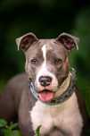 Diorka w typie amstaffa/pitbulla szuka domu
