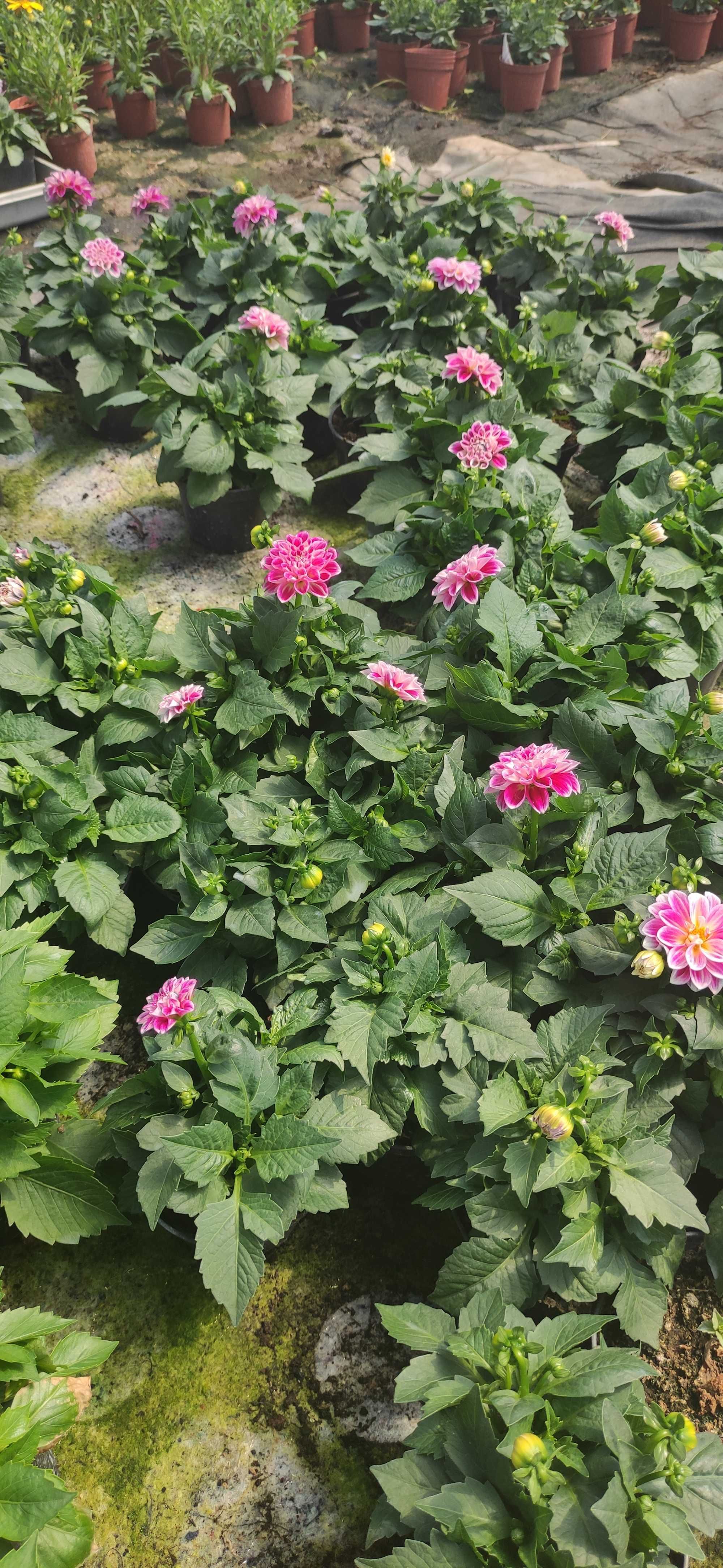 Kwiaty pelargonia