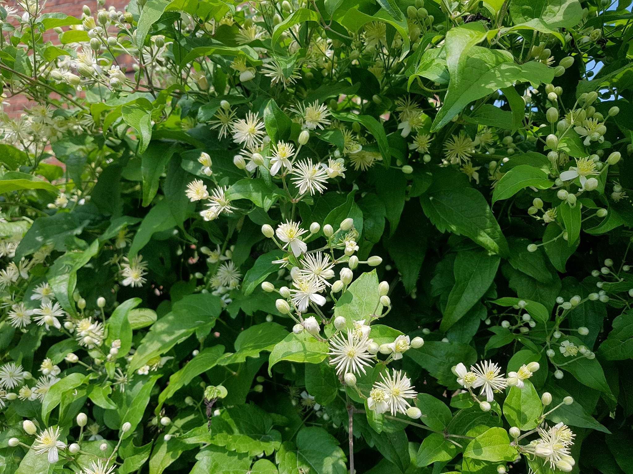 Powojnik bylinowy clematis 2 szt. P9 K10