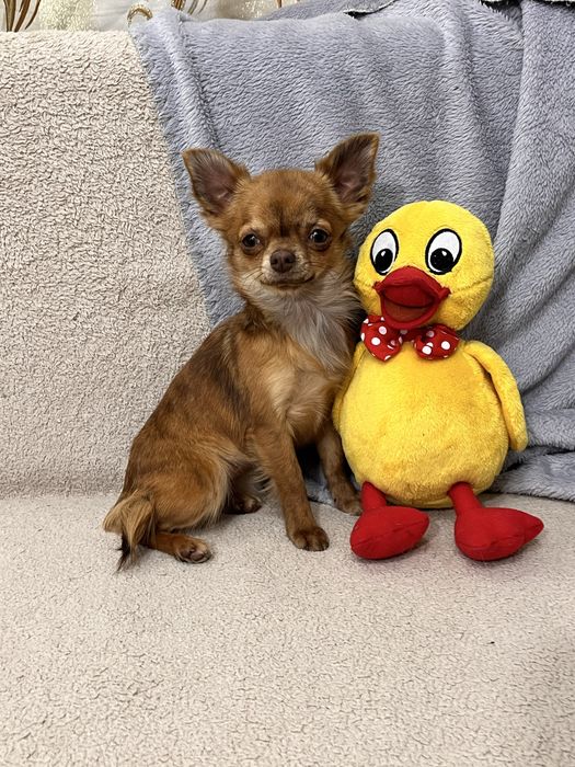 Мини дівчинка чихуахуа