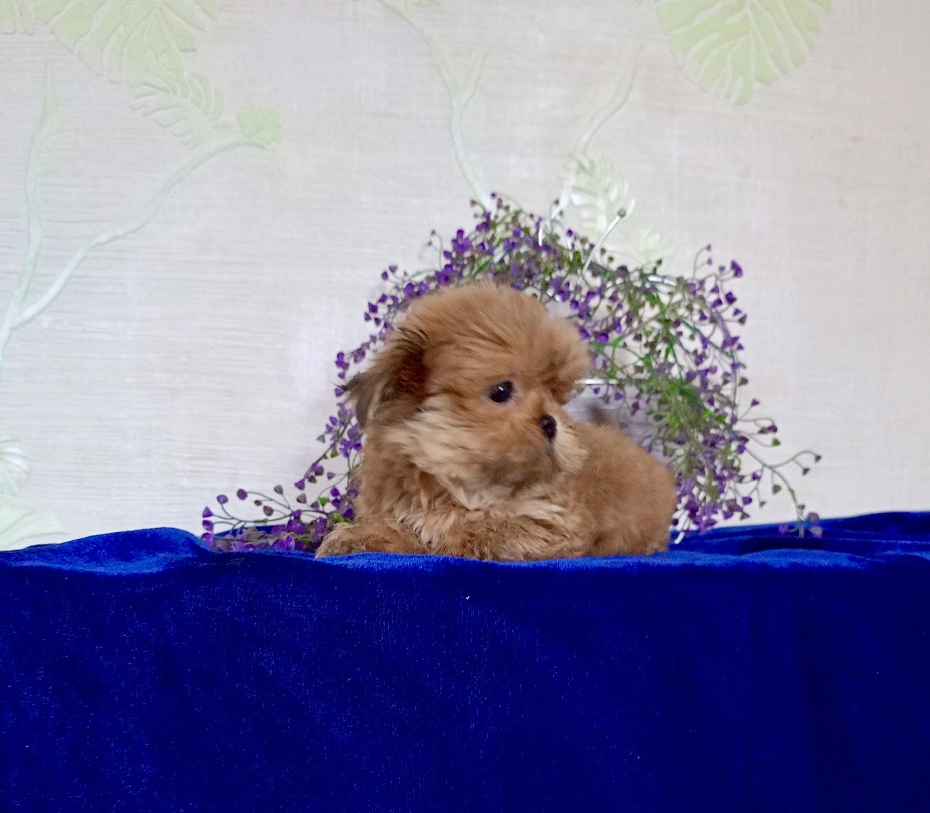 Imperial micro хлопчик