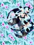 Szczeniak Siberian Husky rodowód ZKwP FCI Champion Puppy Pedigree
