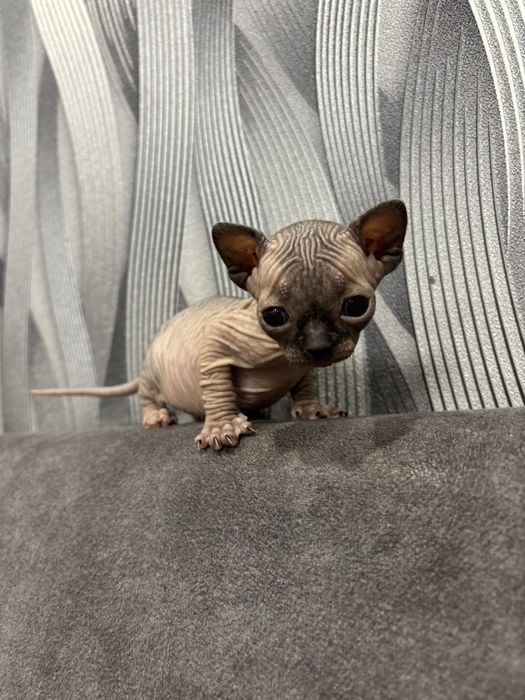 Канадский сфинкс