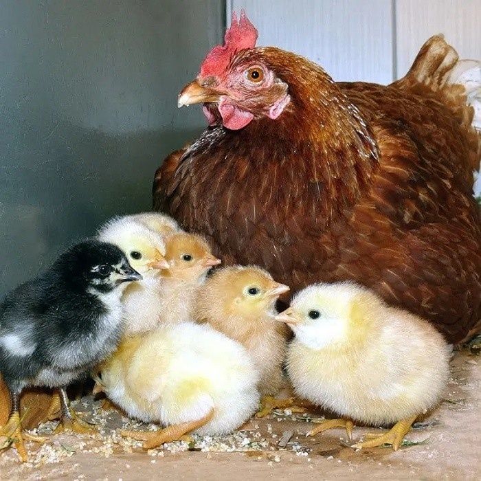 Добові курчата цыплята кури несушки півники петухи півні Ломан Браун