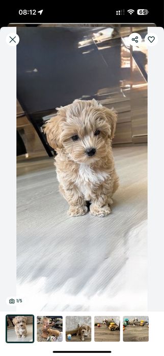 ‼️Ваша мрія_Мальтипу _мальтіпу‼️