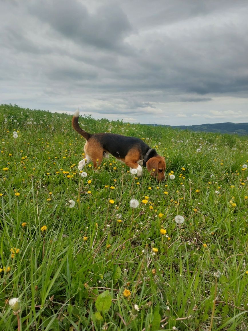 Śliczny szczeniak rasy beagle do rezerwacji