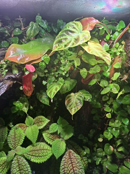 Paludarium / Terrarium / Vivarium Repti Planet 45x45x60