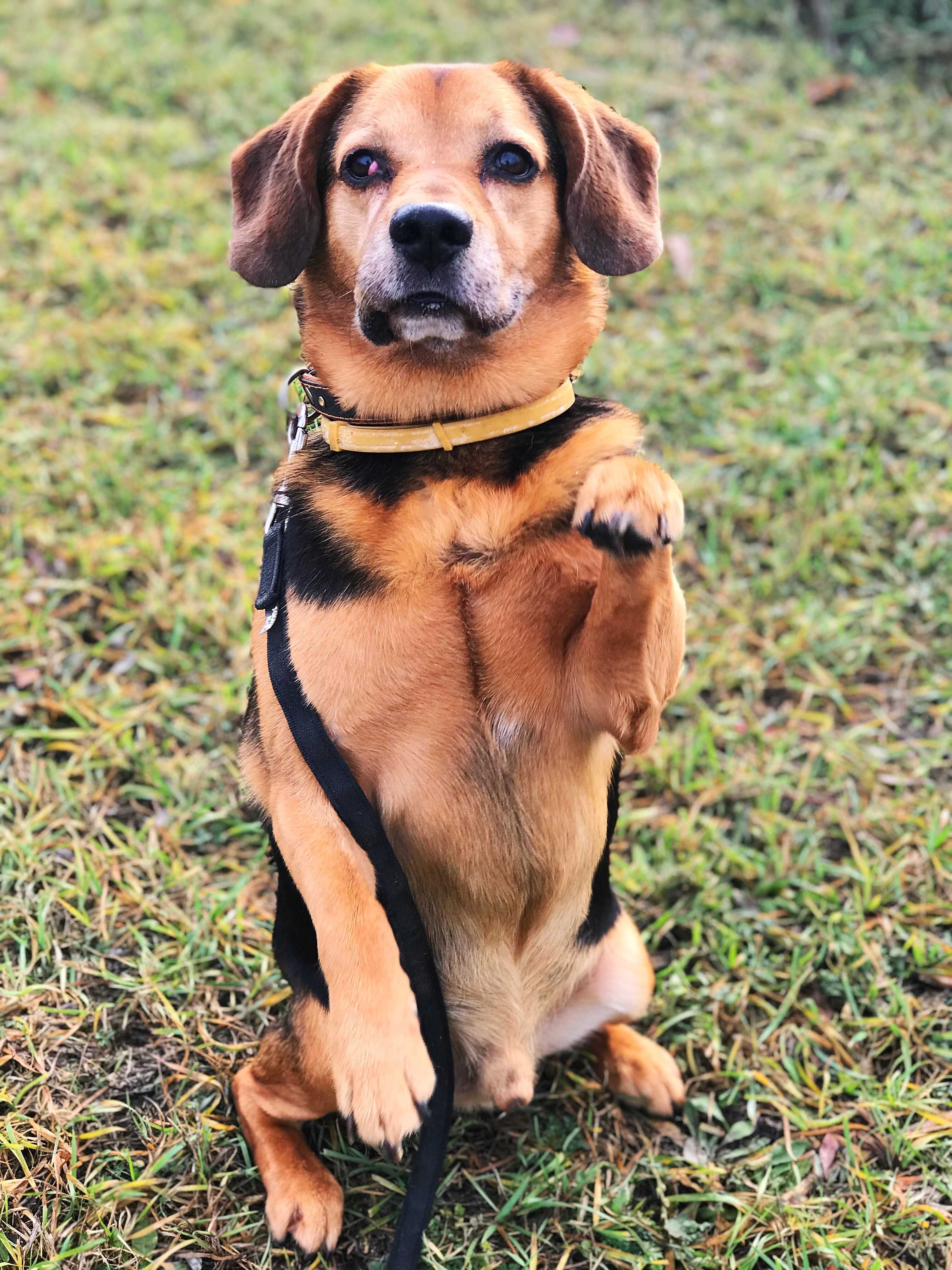 Świetny, zawsze uśmiechnięty Kajtek w typie beagle czeka na Ciebie!