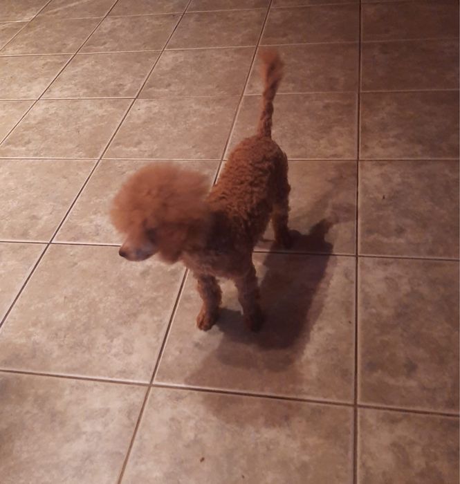 Pudel miniaturowy piesek Mozart