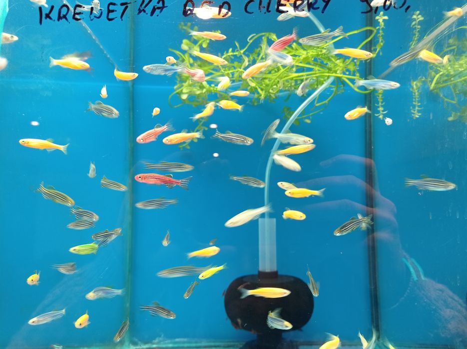 Danio neonowe w pawik.pl