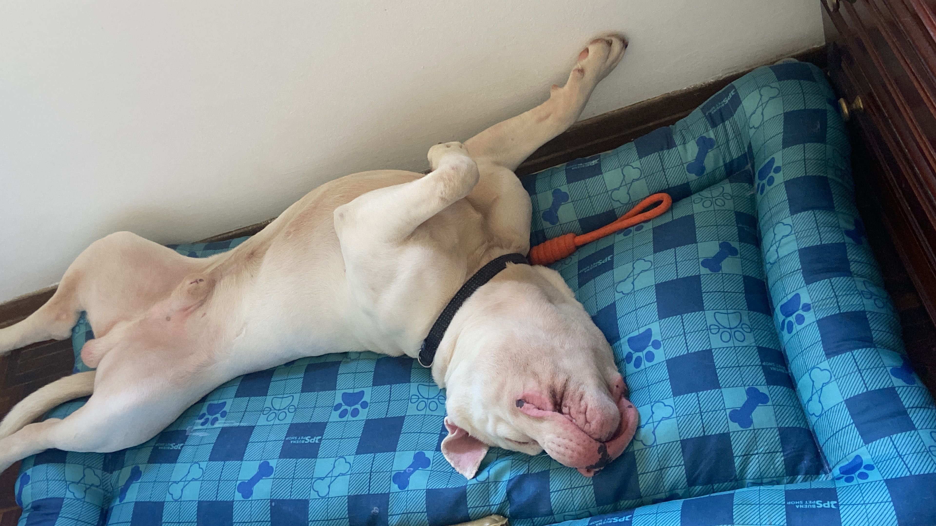 American Bully para adoção