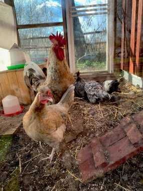 ІнкубацІйнІ яйця   ДОМИНАНТ GS 902