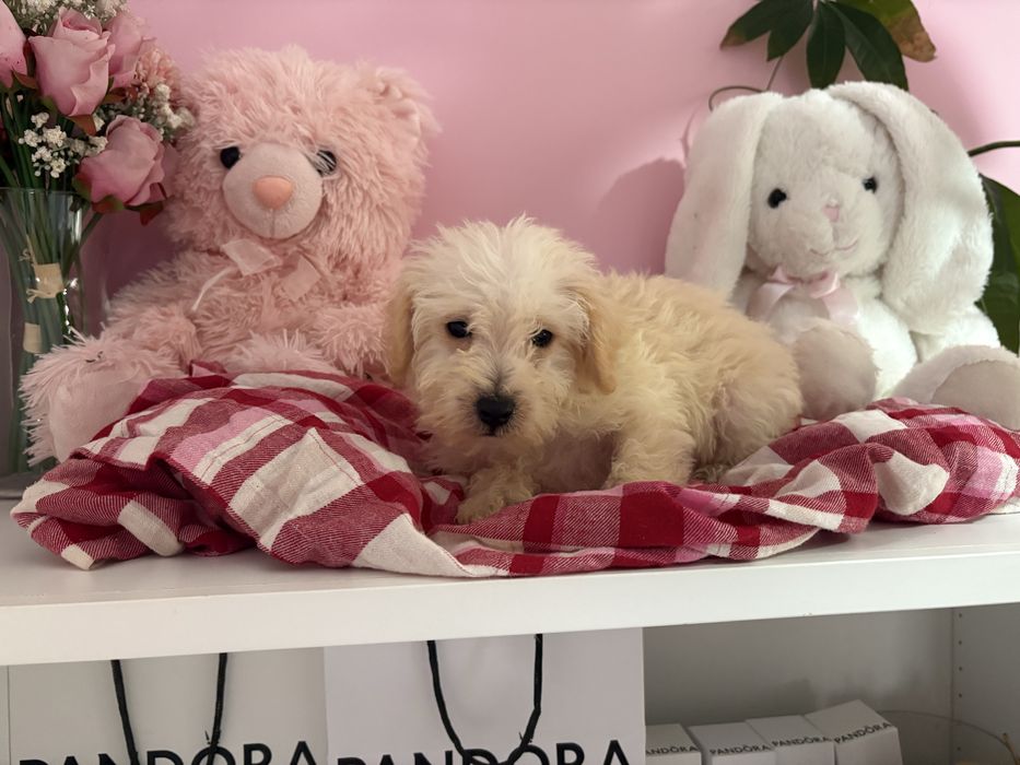 Chłopiec Maltipoo Maltańczyk i Pudel Toy gotowy do zmiany domku