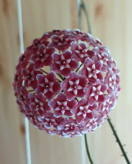 Хойя pubicalyx Silver pink