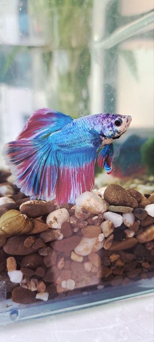 Повний акваріумний набір з рибкою Betta Півник - Супердельта
