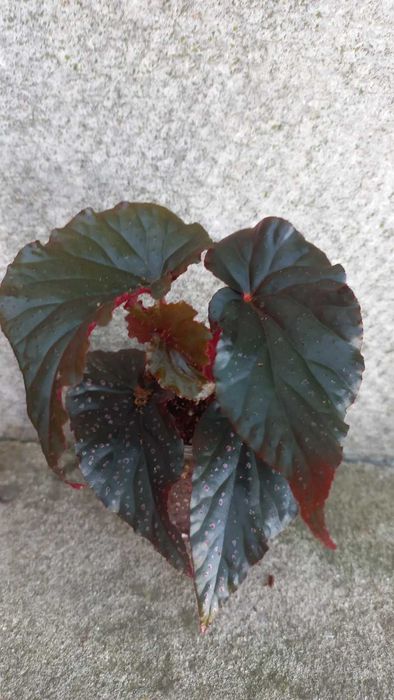 Замія (картонна пальма), маранта,сингоніуми, бегонія,  Кімнатні квіти