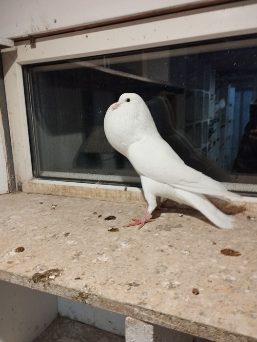 Garłacz garłacze stawak gołębie ozdobne