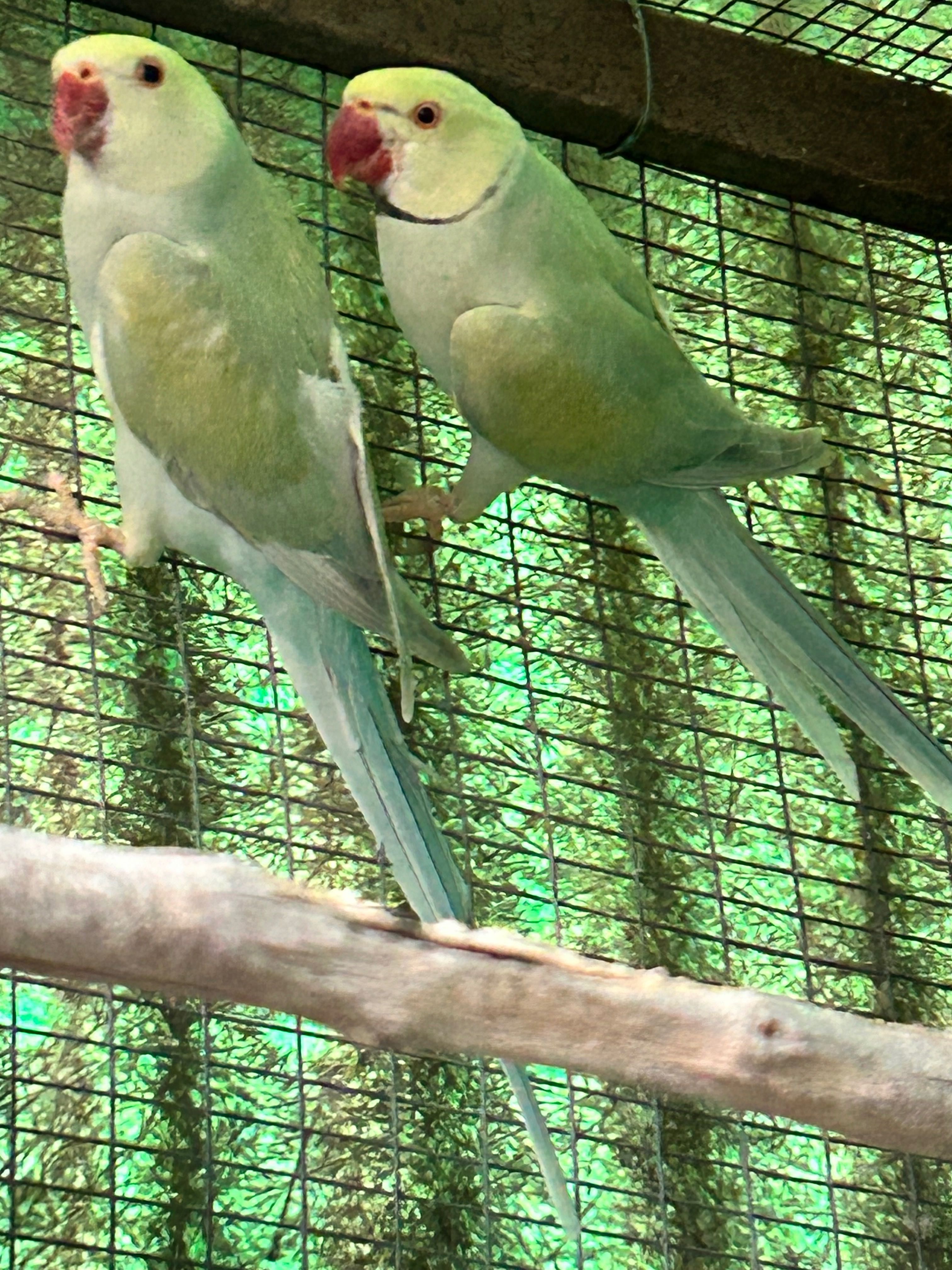 Casal de Ring Necks Azul Pálido Turquesa