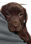 Labrador Retriever SUCZKA