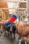 Czochradło HAPPYCOW Maxi, Kerbl