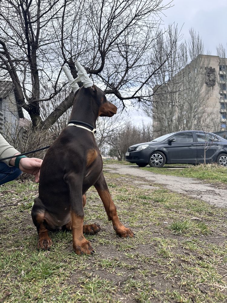 Доберман КСУ, цуценя добермана,ТОП дівчинка