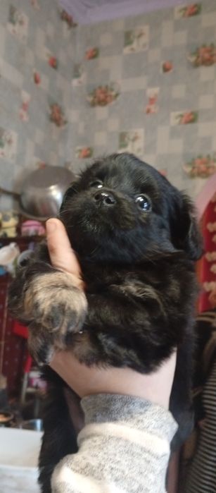 Отдам щенков  бесплатно