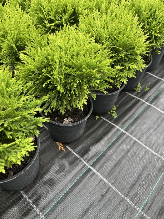 Туя Danica(Даніка). Вік 2.5 роки