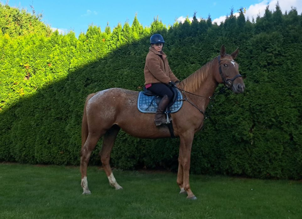 Piękna kasztanowatotarantowata klacz