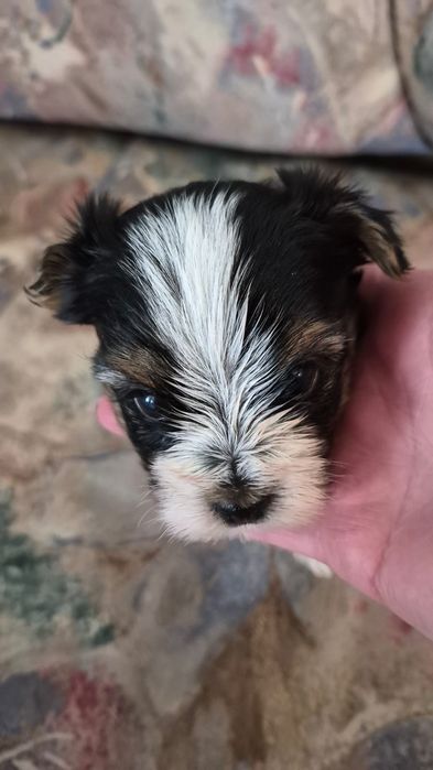 Mini Yorczki zarejestrowana hodowla