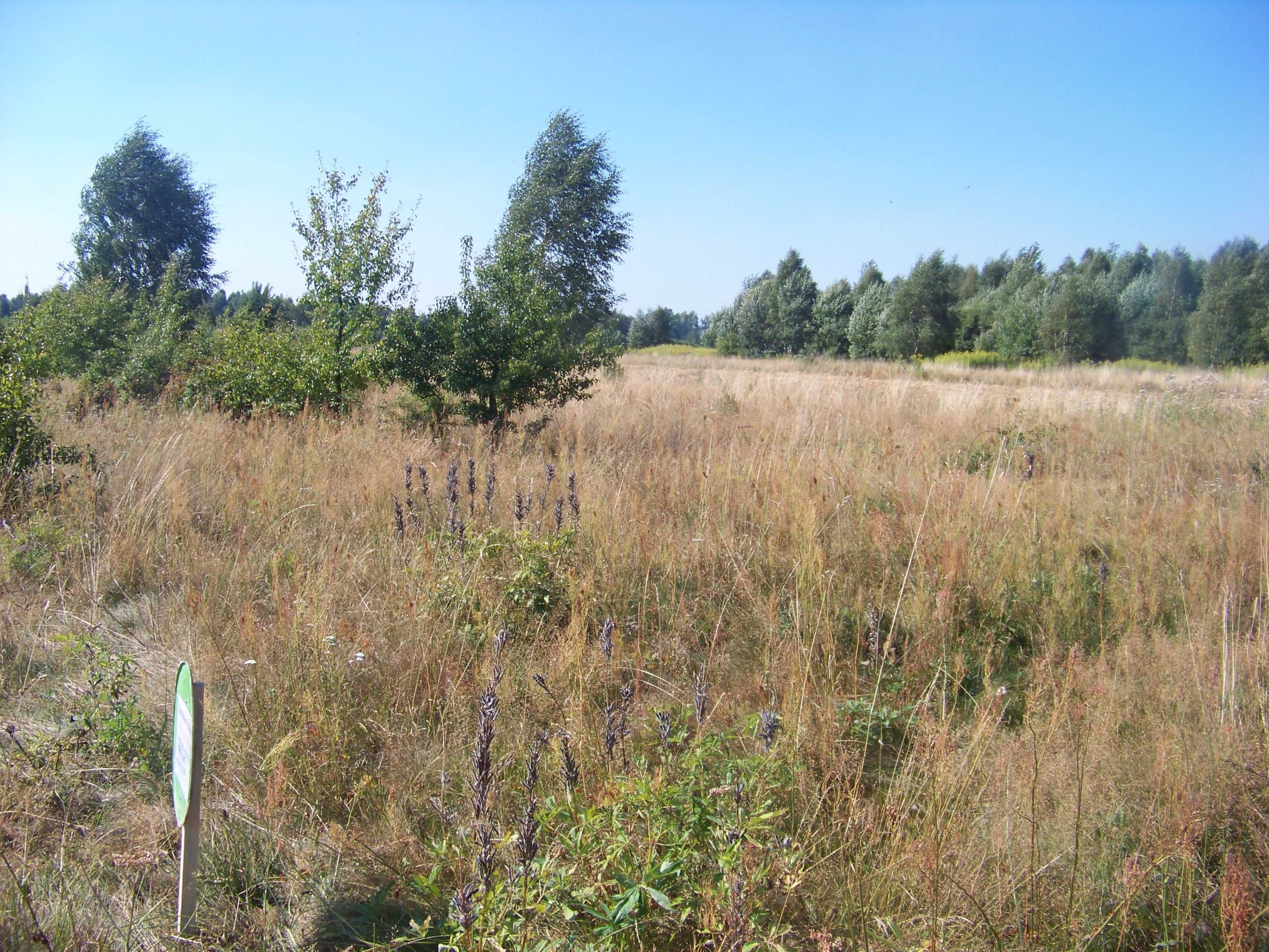 Działki pod lasem