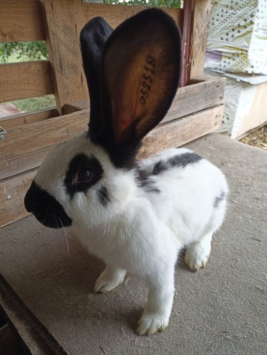 Кролики від малого до дорослого НСВ