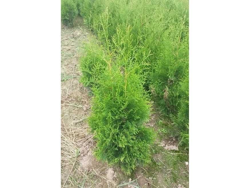 Thuja Brabant! 100,120,140,150,160 cm! Tuja! Tuje! Dostawa! Sadzenie!