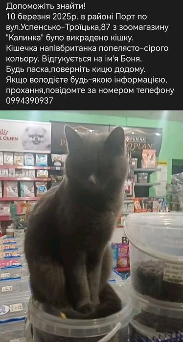 Котики та кошенята шукають родину