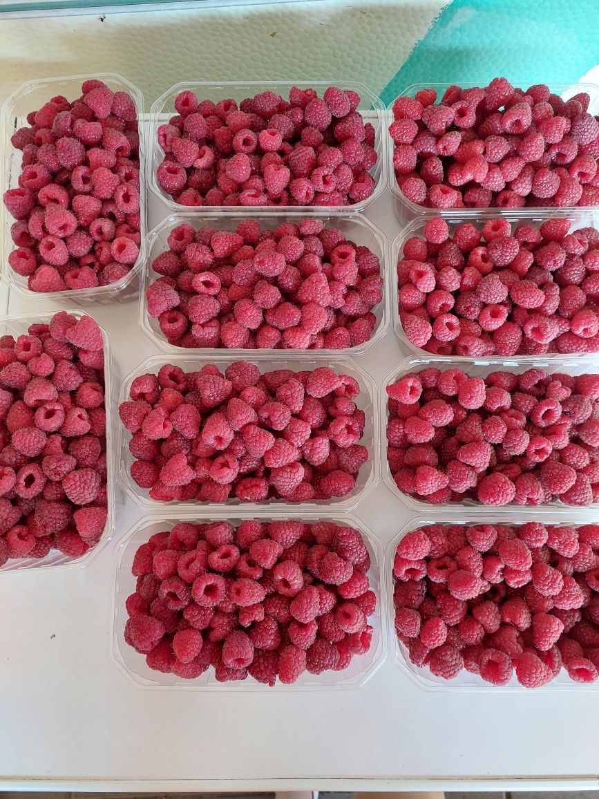 Maliny ekologiczne zrywane pod zamówienie
