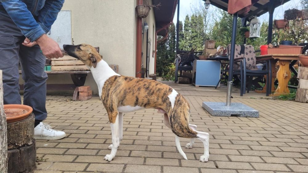 Whippet szczeniak piesek