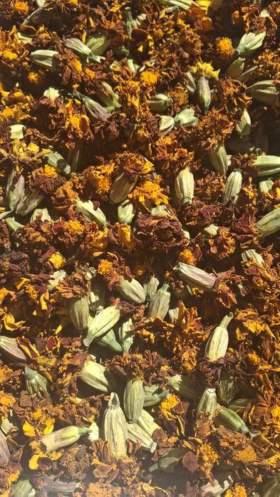 Сушені квіти чорнобривців, бархатцы, чорнобривці