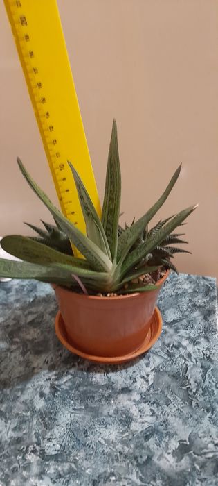 Гастерия , большая и поменьше