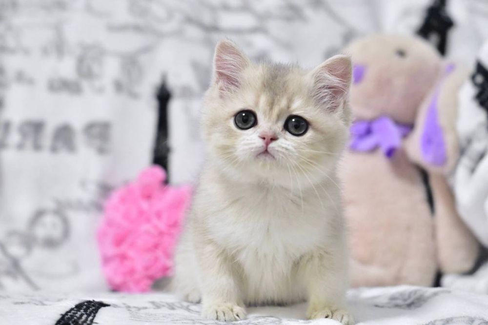 Кошеня британська дівчинка