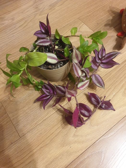 Dwie rożne sadzonki trzykrotki