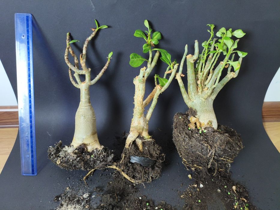 Adenium obesum róża pustyni 3 sadzonki